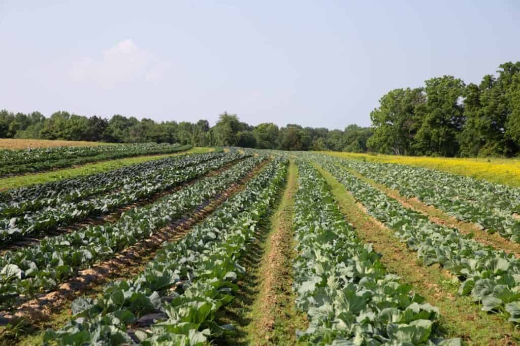 Rows of leafy green crops grow in a large, open field under a clear sky, bordered by trees in the background. The plants appear healthy, and the landscape is lush and well-maintained.