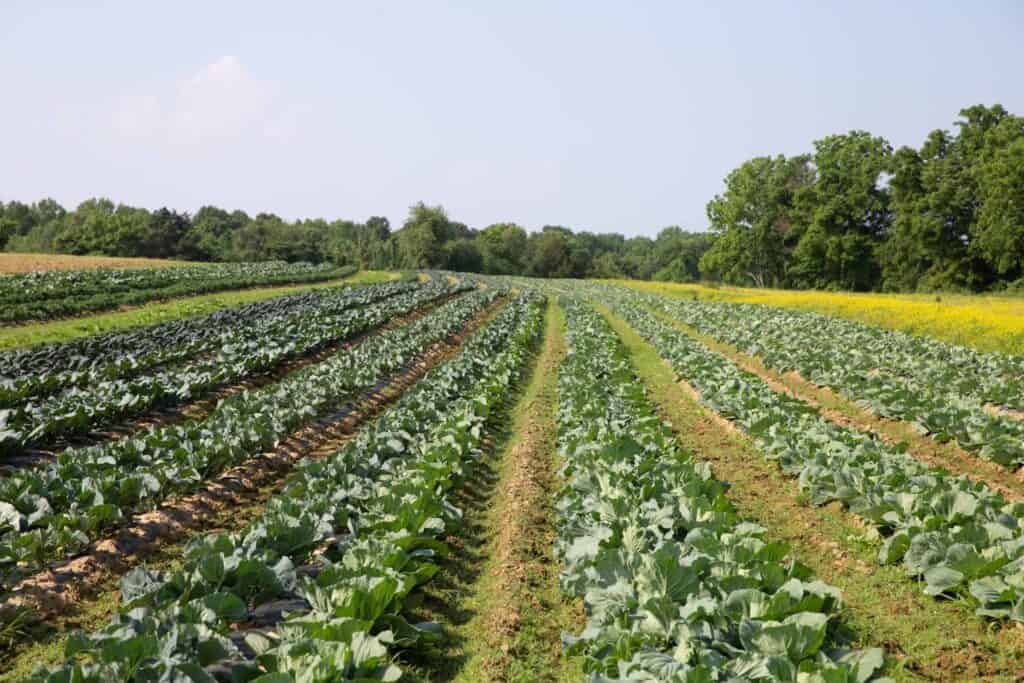 Rows of leafy green vegetables growing in a large, open field under a clear sky, with trees and yellow flowering plants in the background.