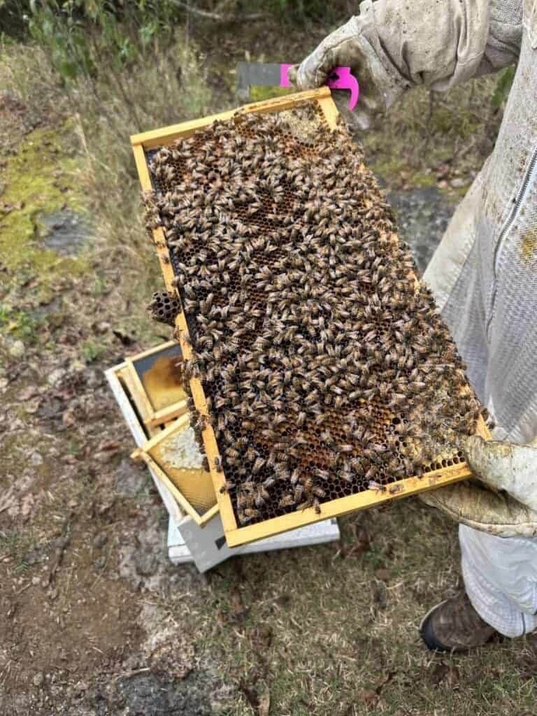 A beekeeper in protective clothing holds a wooden frame covered with bees, removed from a beehive outdoors. The beehive boxes are open on the ground below.