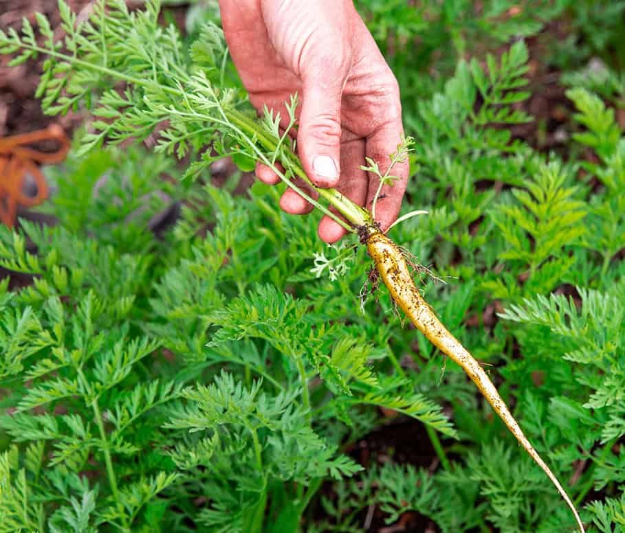 A hand holds a small, thin, yellowish carrot freshly pulled from the ground, surrounded by green carrot leaves in a garden.