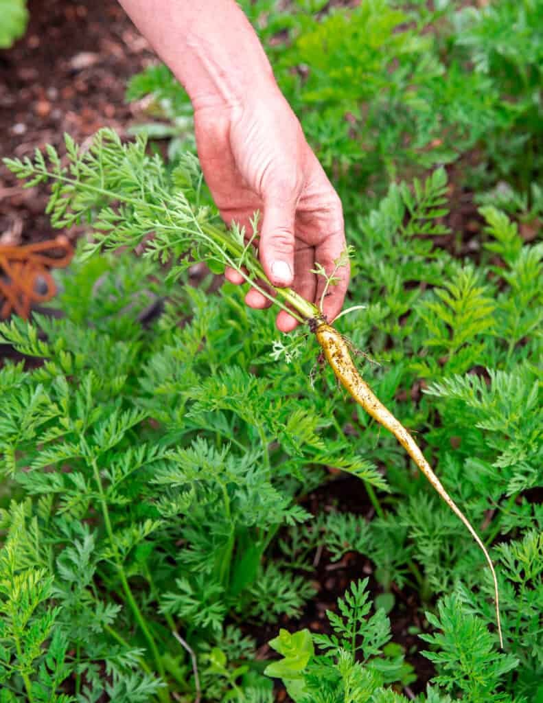 A hand holds a freshly pulled, thin and slightly misshapen carrot with green leaves, surrounded by lush carrot plants in a garden.