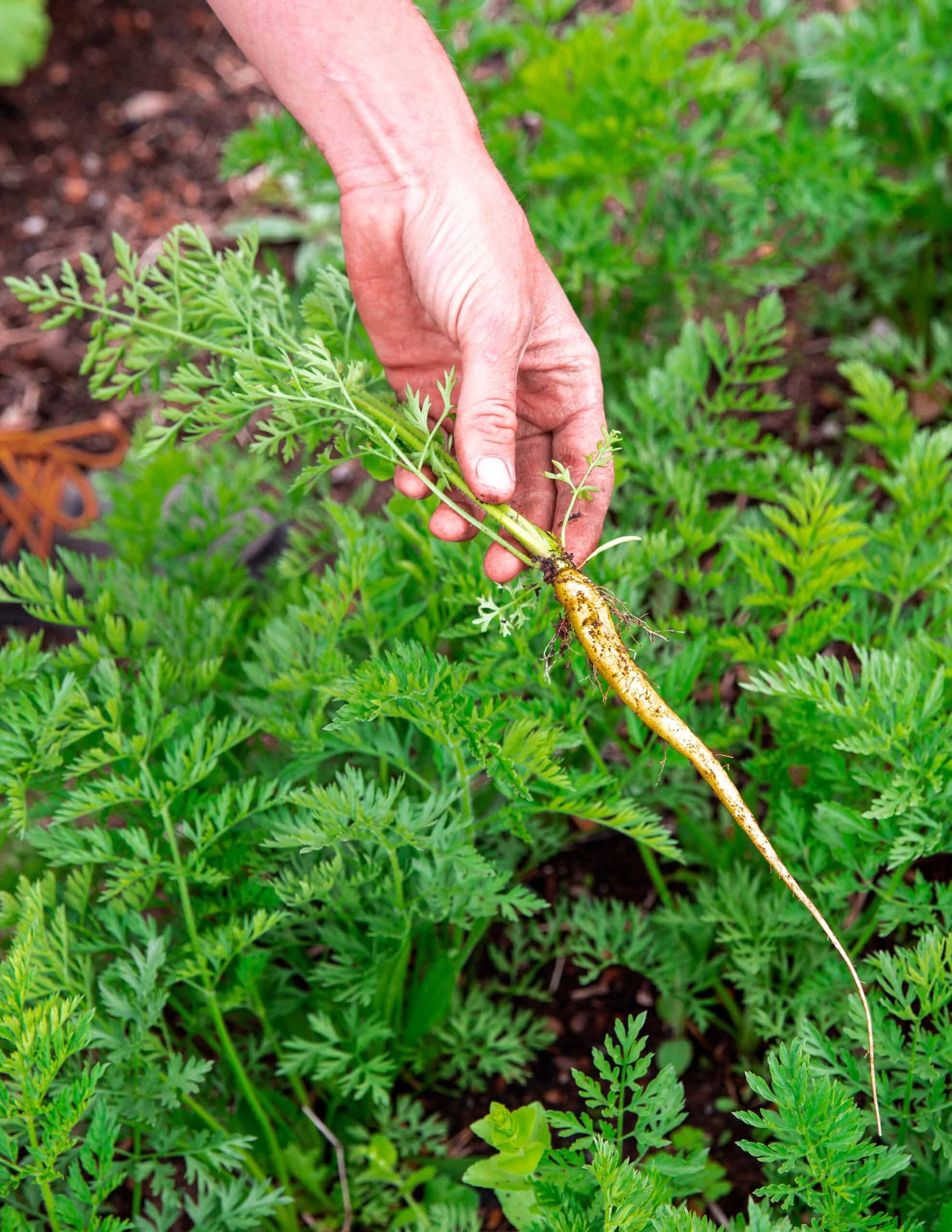 A hand holds a freshly pulled, thin and slightly misshapen carrot with green leaves, surrounded by lush carrot plants in a garden.