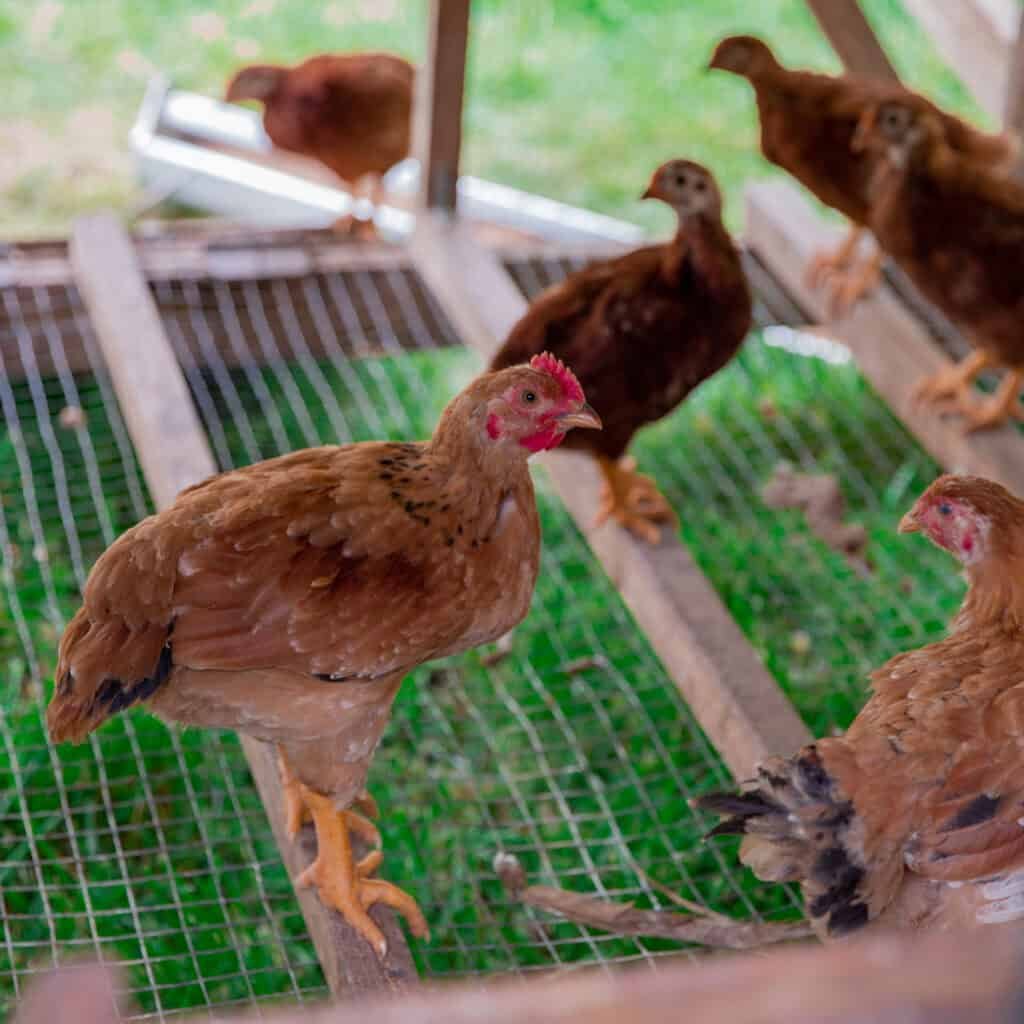 Several brown chickens stand and walk on a wire mesh floor inside a coop, with green grass visible below and more chickens in the background.