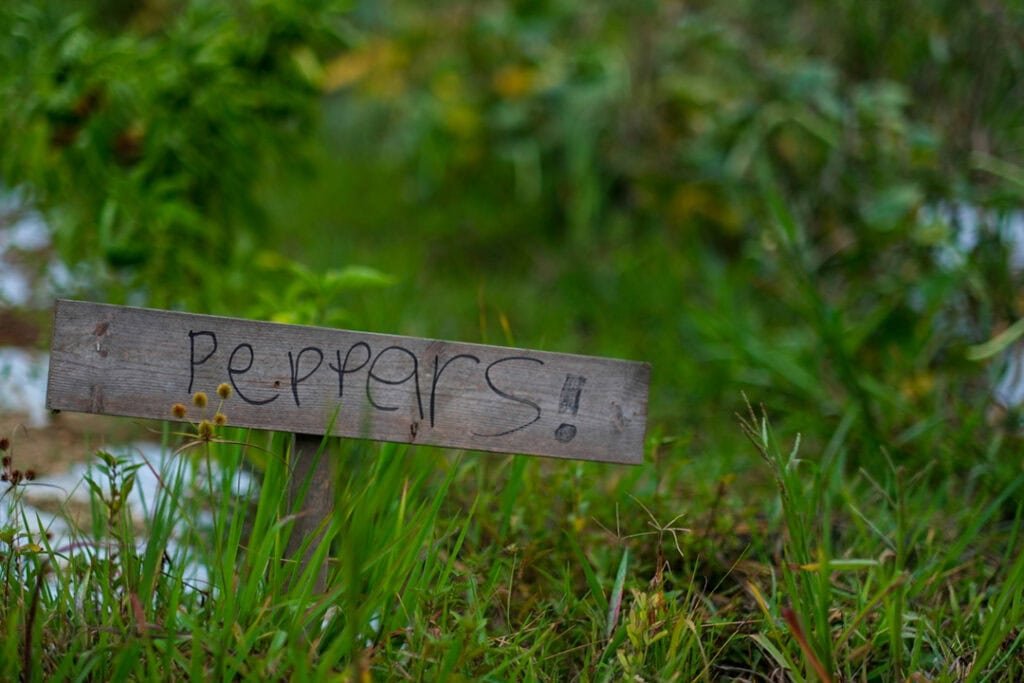 A wooden sign labeled Peppers! stands in a grassy garden, surrounded by green plants and blurred foliage in the background.