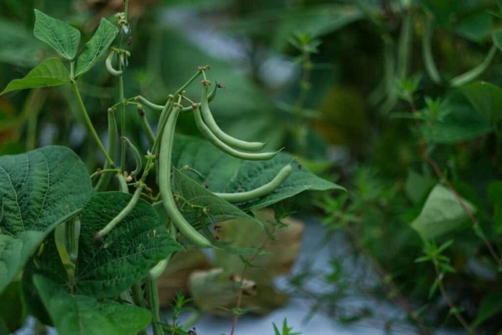 Green bean pods growing on a plant with lush green leaves, surrounded by other foliage in a garden setting.