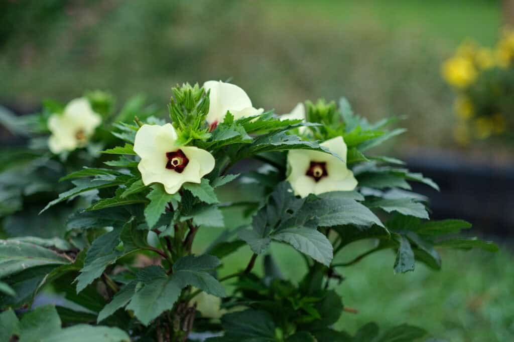 Close-up of green okra plant with pale yellow flowers featuring dark centers, growing outdoors in a garden with blurred greenery in the background.