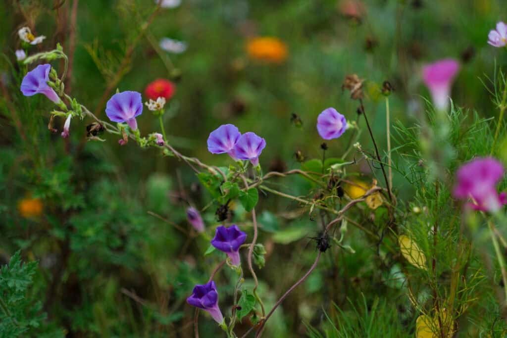 Purple morning glories with delicate trumpet-shaped blooms grow on twisting vines amid green foliage, with a few small orange and red flowers blurred in the background.