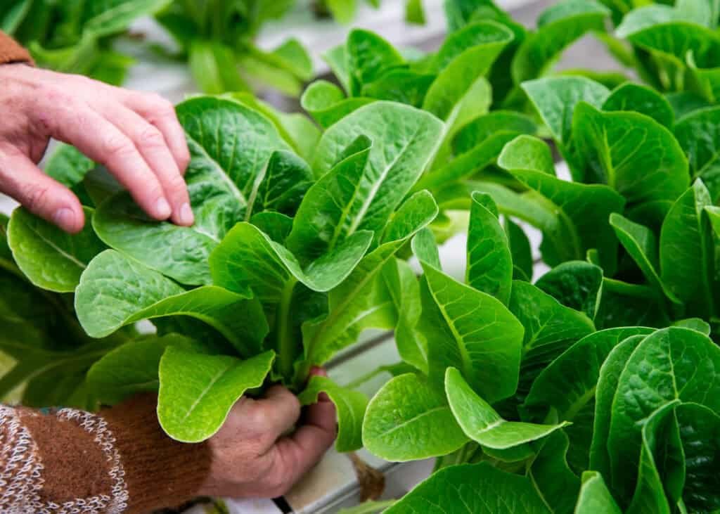 A person’s hands gently tend to large, healthy green lettuce plants growing in a hydroponic system.