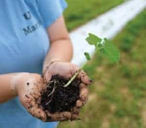 A person holding soil and a small green seedling with visible roots in their hands, standing outdoors on grass near a white garden row.