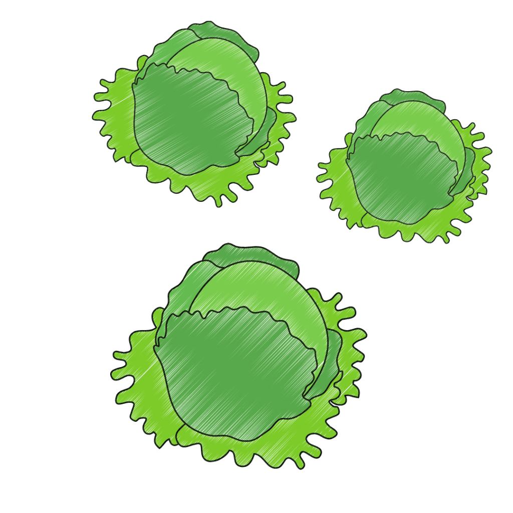 Three hand-drawn green cabbages with leafy outer layers are arranged against a plain white background. Each cabbage has visible shading and distinct curled edges.